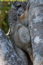 sportive lemur